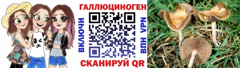 Псилоцибиновые грибы Cubensis  Высоковск 
